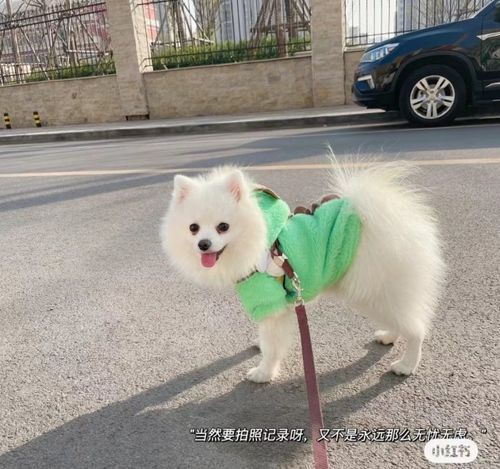 當狗狗穿上女仆裝 萌寵時尚新體驗